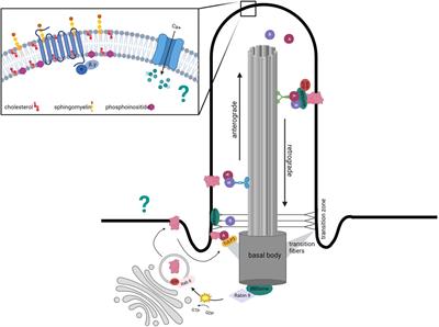 Neuronal primary cilia integrate peripheral signals with metabolic drives